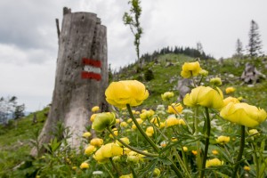 Wanderung: Steinbach - Ybbstalerhütte | Auf der Alm